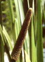 acornus calmus