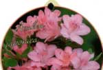 azalea japonica