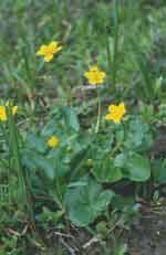 calta palustris