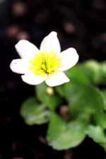 caltha palustrisalba