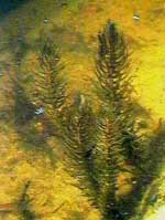 ceratophyllum demersum