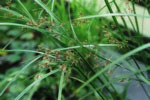 cyperus longus