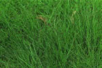 eleocharis acicularis