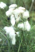 eriophorum angustifolium