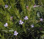gratiola officinalis