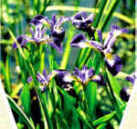 iris versicolor blue