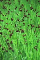 juncus ensifolius