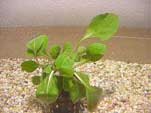 lobelia cardinalis