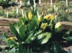 lysichiton camschatcensis