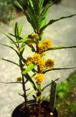lysimachia