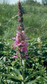 lythrum salicaria