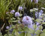 mentha aquatica
