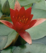 nymphaea x hybrid
