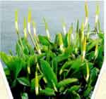 orontium aquaticum