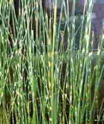 scirpus tabermaemontani 'zebrinus'
