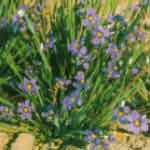 sisyrinchium angustifolium