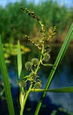 sparganium erectum