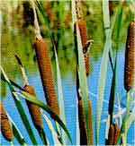 typha laxmannii