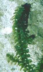 elodea densa